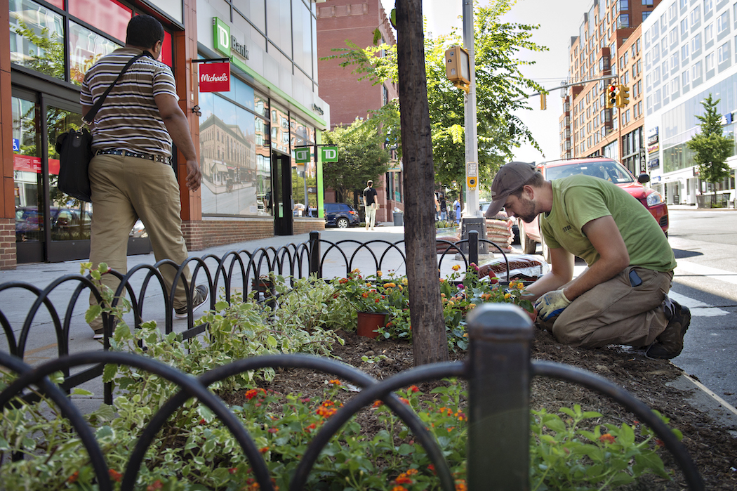 Planting flowers in the Atlantic Avenue BID.